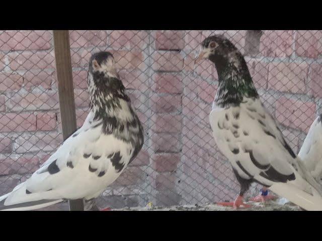 pigeon for sale || sheikhpegioncornor