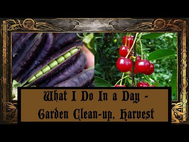 What I Do In a Day - Garden Clean-Up; Harvesting Sweet Peas & Cherries