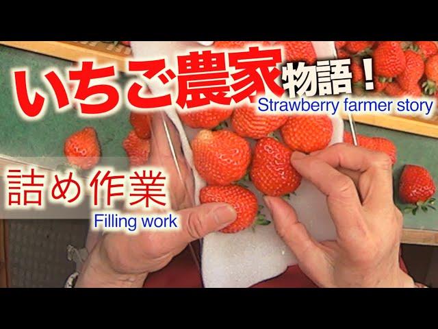 福岡のイチゴ『あまおう』の詰め作業！いちご農家物語　詰め作業　Strawberry farmer story Filling work【動画から人生のスパイスを〜LIFE〜】