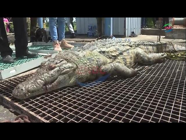 Commandos Retrieve Croc from Nkana Water Treatment Plant