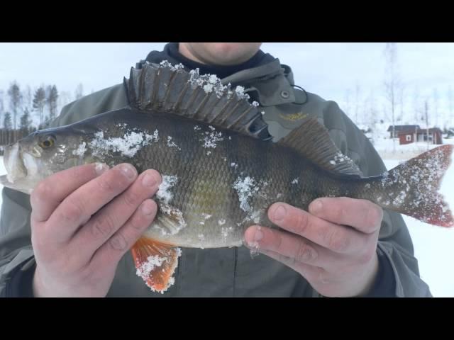 1kg ahven pilkillä