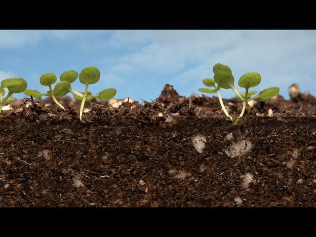 Arabidopsis time lapsed