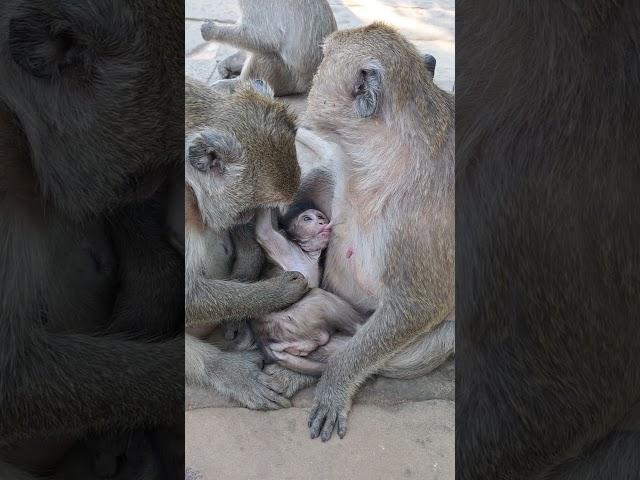 lovely monkey #shorts #animals #babymonkey