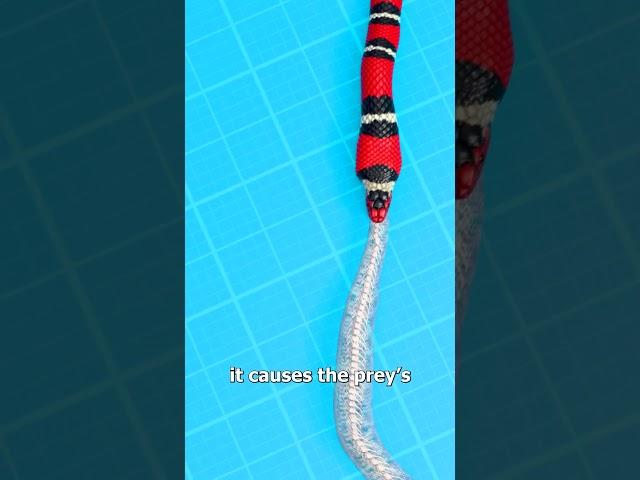How Snakes Eat Other Snakes 