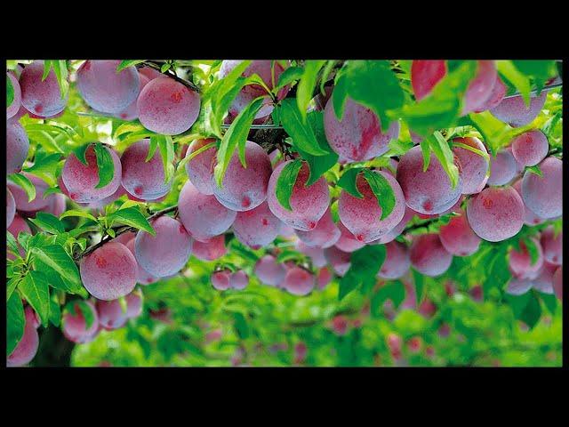 Awesome Plum Cultivation | Plum Farming, Harvesting, In Modern Agriculture Technology