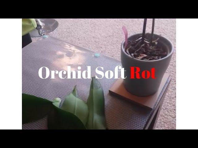 Orchid - Tips & Thoughts on "Soft Rot"