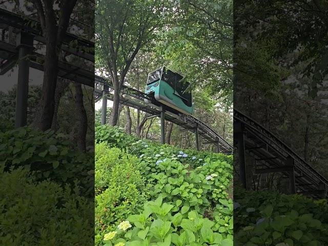 장생포수국페스티벌 #울산여행#수국축제#울산축제