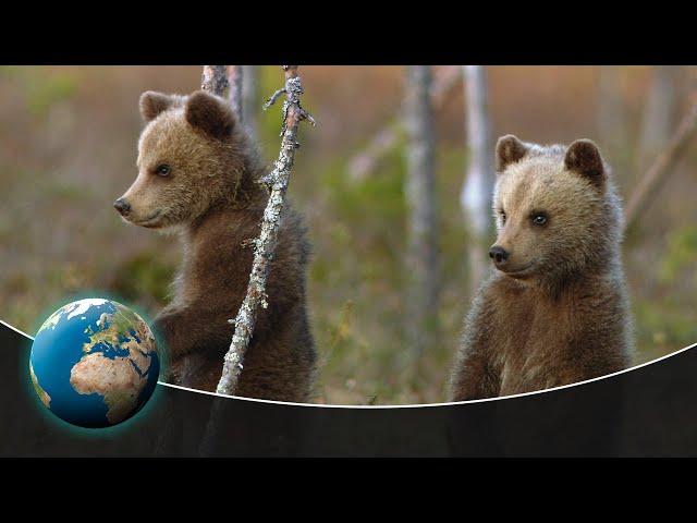 Three young bears find their way in the world