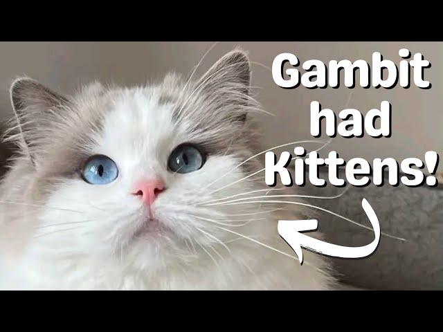 Ragdoll Cat Gives Birth to Ragdoll Kittens | So Cute