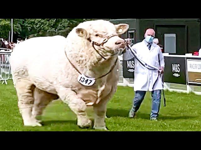 Champion Bulls of Different Breeds at Royal Highland Show 2021