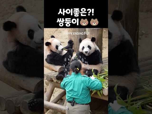 후이의 왕밤코 레이더로 줄기 속에서 죽순만 쏘옥-!! 웅니랑 사이좋게??! 나눠먹고 후이 발바닥 체크하면서 손가락으로 콕!콕! 장난 치고 가는 오바오님🩷