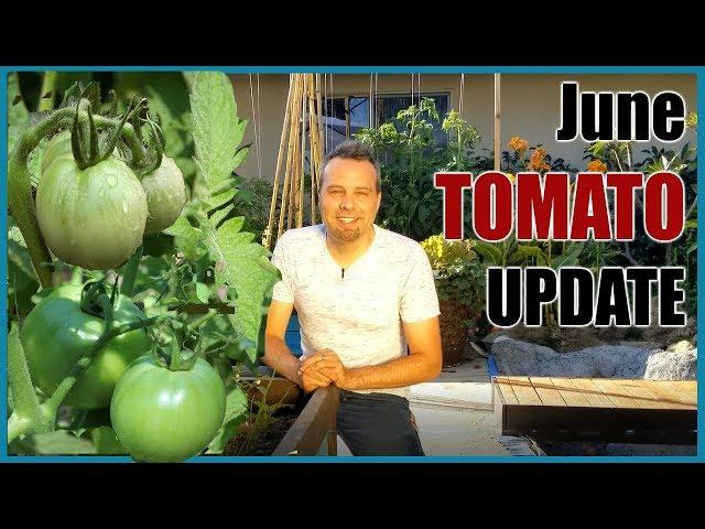 June Tomato Garden Update // Grow Lots of Tomatoes... Not Leaves