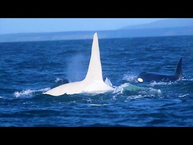 3 Years After This White Killer Whale Vanished, A Scientist Made An Incredibly Rare Sighting