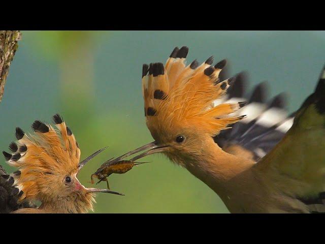 HOOPOE / Upupa epops / Bird Feeding Their Young in SLOW MOTION