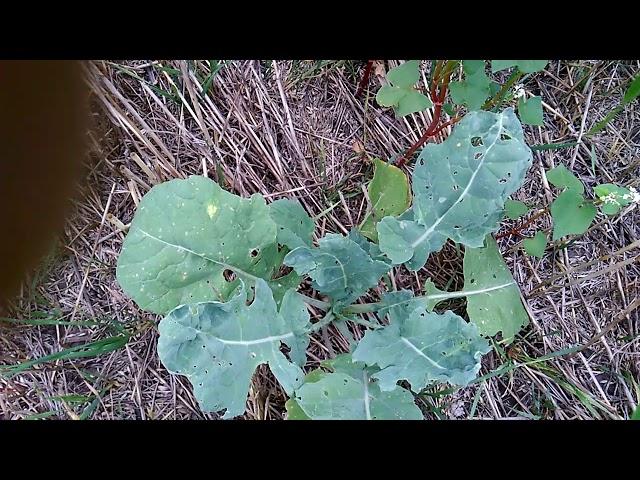 No-Till краса покровних культур