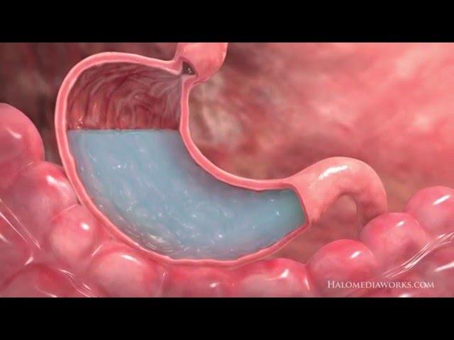 Medical Animation | Interior Stomach