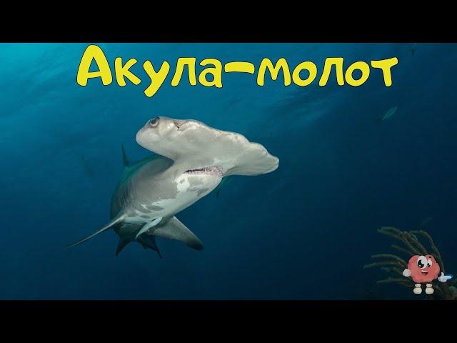 Cognitive videos for children in Ukrainian. Sea inhabitants. Underwater world.