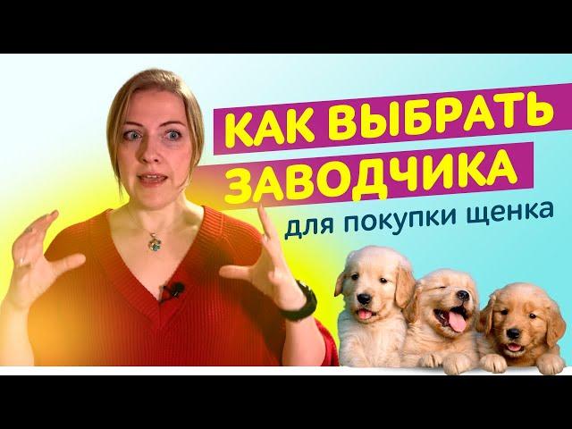 У кого купить щенка? || Кто такой Заводчик собак и как его выбрать?