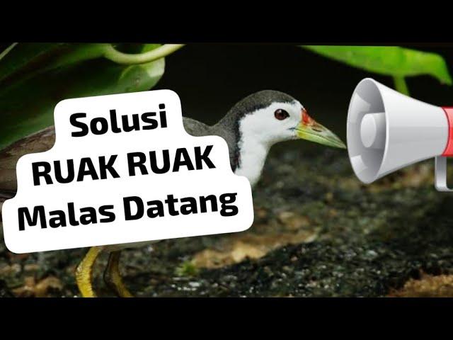 SUARA RUAK 2024. PANGGIL RUAK RAWA yang susah keluar, pikat kurwok