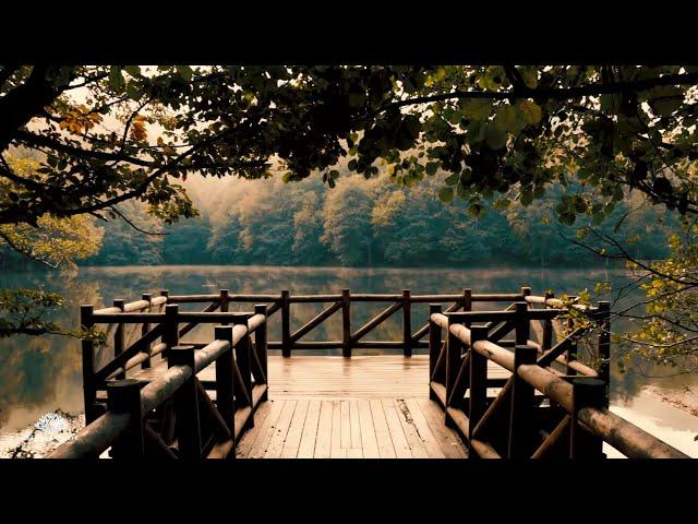 Light Rain at the Footbridge on a Small Forest Lake | Natural White Noise | 10 Hour Sleep Sound