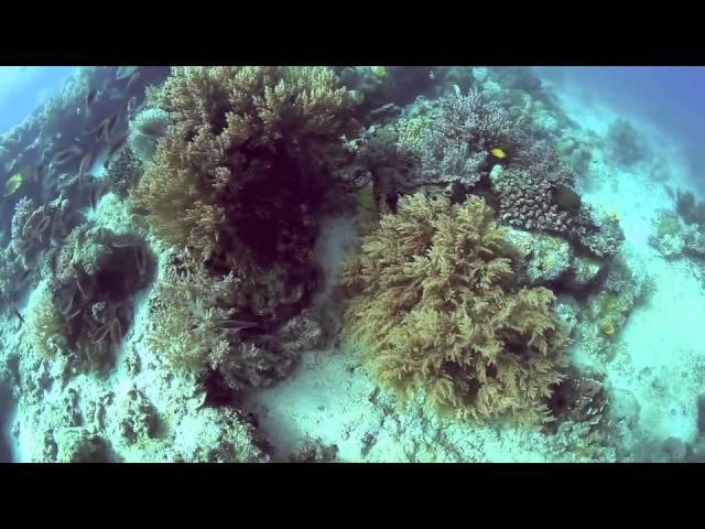 Scuba Jeff - 5D MkII Manual setting Underwater