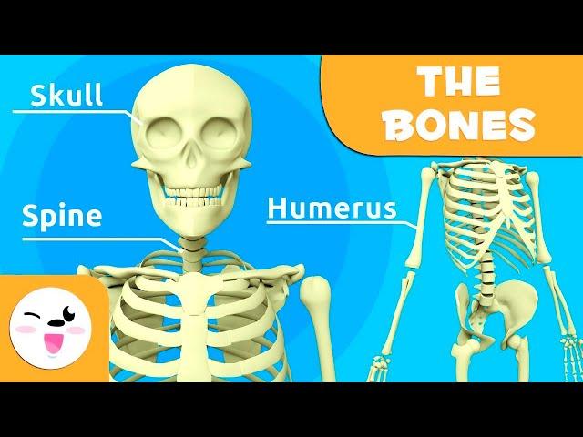 The Skeletal System - Bones for Kids (Updated Version)