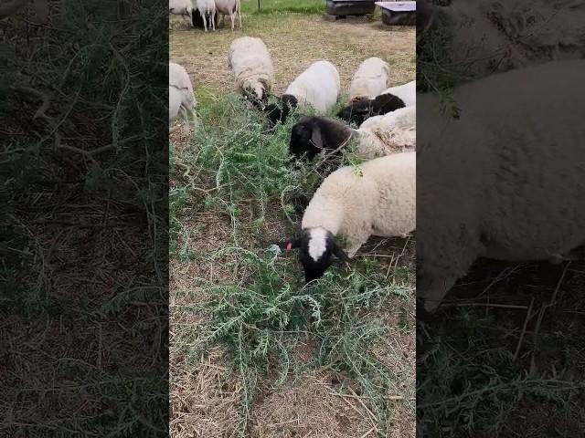 Dorper Sheep Love Tagasaste For Breakfast