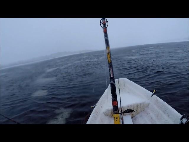 Taimenen talvikalastus Trout winter fishing @ christmas