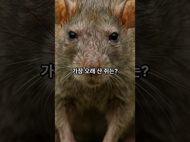 가장 오래 산 쥐는? #넌센스퀴즈 #아재개그 #초성퀴즈
