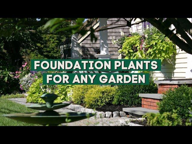 10 Foundation Plants that Will Fit In Any Garden!   // PlantDo Home & Garden