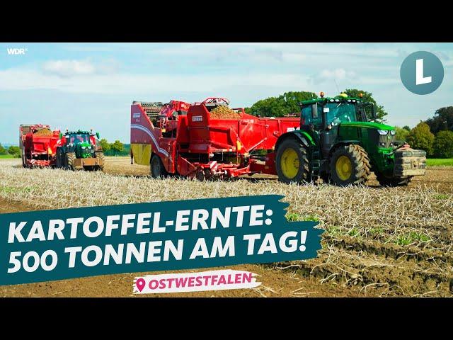 Kartoffelernte 2023: So macht man mit Kartoffeln Millionen! | WDR Lokalzeit Land.Schafft.