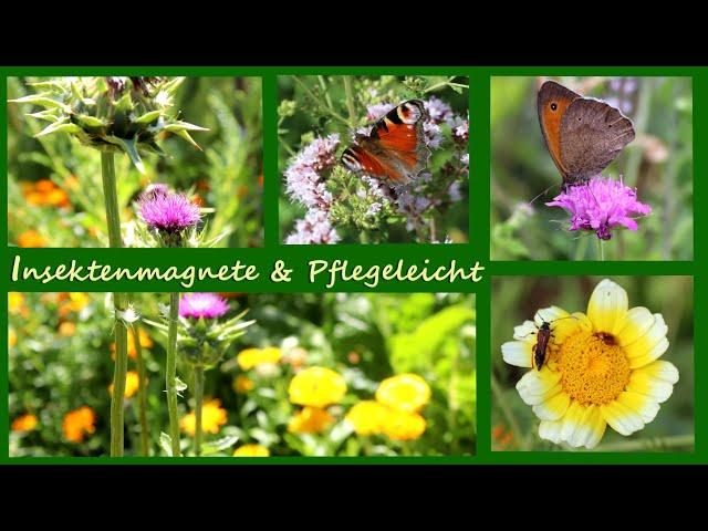 Insektenfreundliche & Pflegeleichte Pflanzen für den Garten