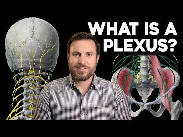 What is a Plexus? | Corporis