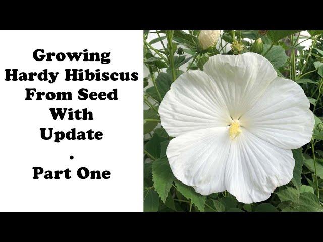 Growing White Dinnerplate Hibiscus From Seeds With Update