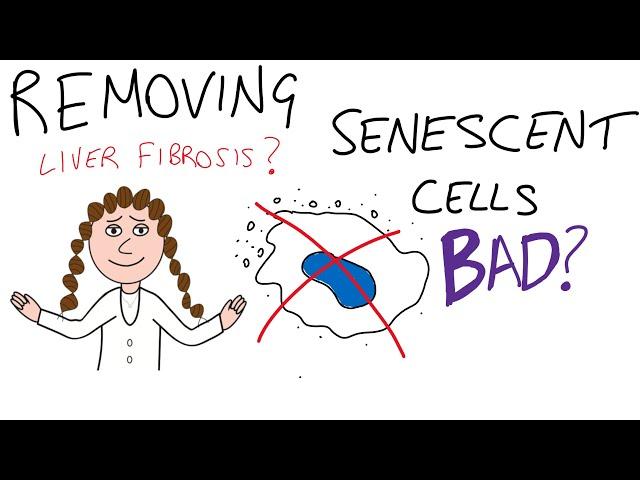 Removing senescent cells bad??