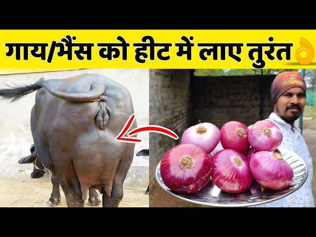 गाय/भैंस को हीट में लाए मात्र 2-3 दिनों में| Heat problem solution in dairy farm|Cow/Buffalo Heat.