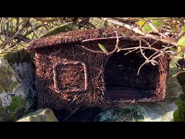 Attract robins to nest in your garden