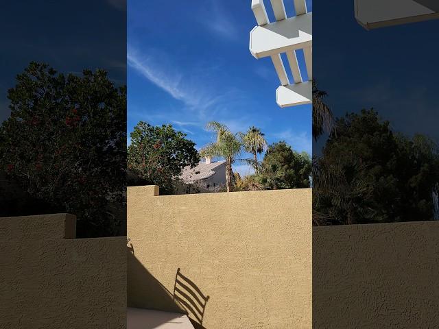 Winter In Las Vegas Can't Tell From Trees
