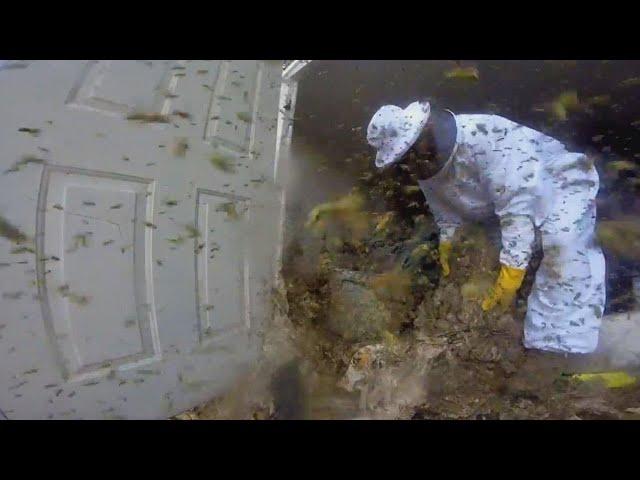 Exterminator Uses GoPro to Show What It’s Really Like Removing Hornets’ Nest