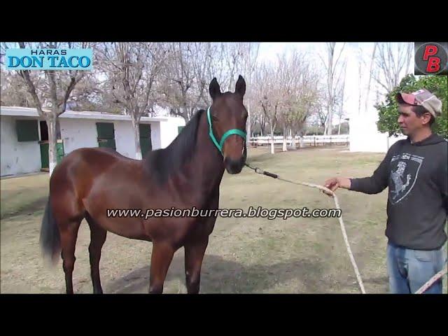 REMATE HARAS DON TACO 2023