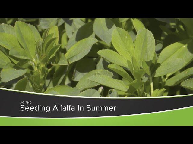 Summer Seeding Alfalfa (From Ag PhD Show #1166 - Air Date 8-9-20)