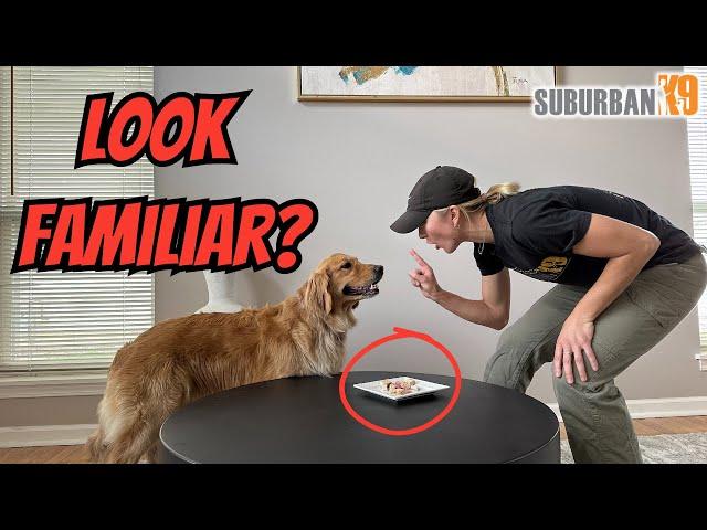 How To Stop Your Dog From Counter Surfing! Dog Training Tips!