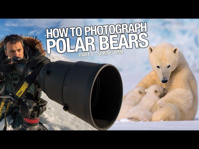 How to Photograph Polar Bears?