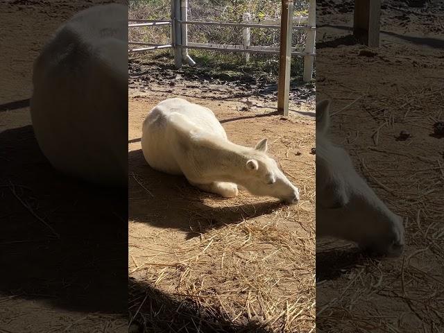 내가 꿈꾸는 삶(말과 함께)_Dreamer with horse(pony)_nap