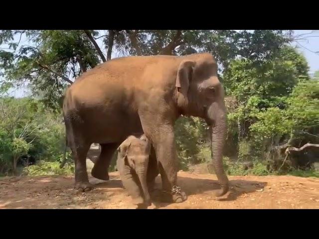 Bannerghatta National Park, Bengaluru, Karnataka