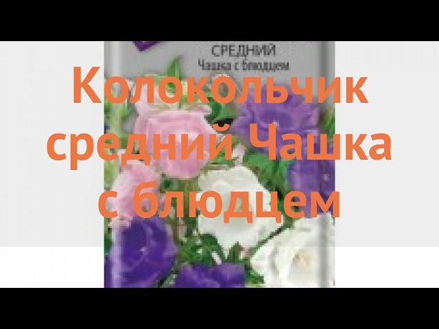 Колокольчик средний Чашка с блюдцем  обзор: как сажать, семена колокольчика Чашка с блюдцем