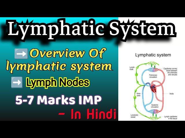 Lymphatic System | In Hindi | Human Anatomy and Physiology -1 #bpharmacy