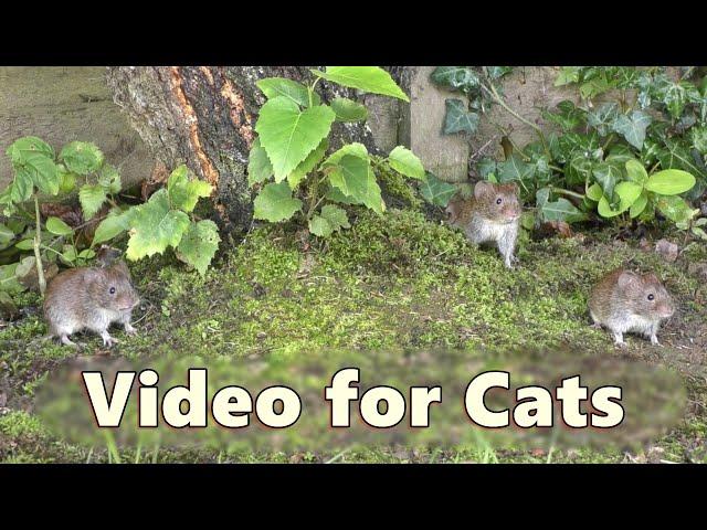 Cat TV Mice ~ Garden Mouse Adventure / Mice for Cats to Watch