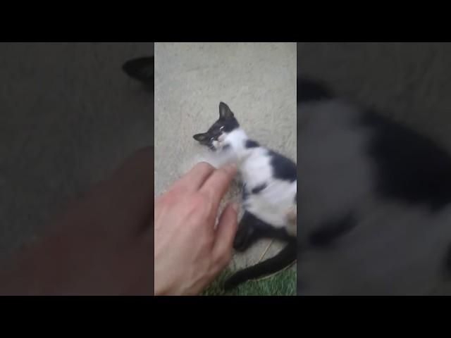 Playing with little cat