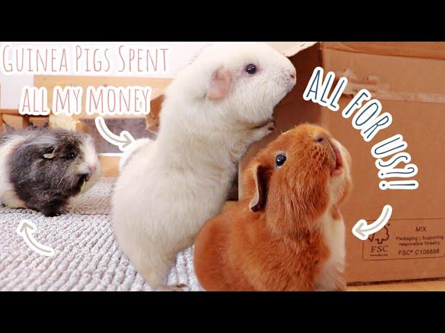 I Bought My Guinea Pigs Everything They Asked For